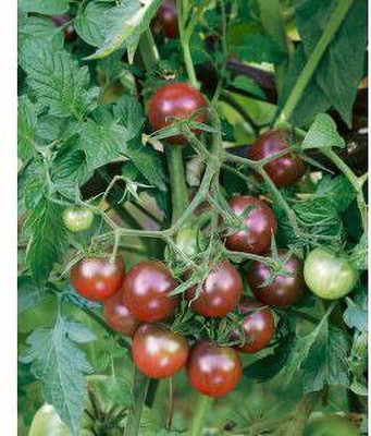 Jevik Banana-Legs-Tomato Seed(145 per packet)