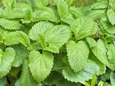 XOLDA Lemon Balm Seed(16 per packet)