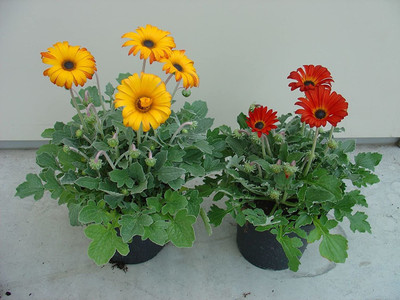CYBEXIS NDIR-17 - Daisy Red Mixed Flower - (60 Seeds) Seed(60 per packet)