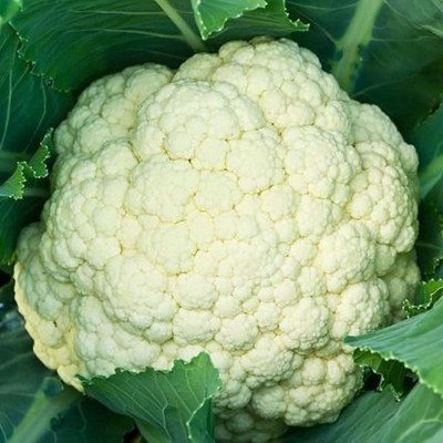 KNESSiN Cauliflower Seed(200 per packet)