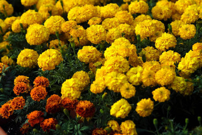 Rudra marigold/gende ka phool flower seeds Seed(25 per packet)