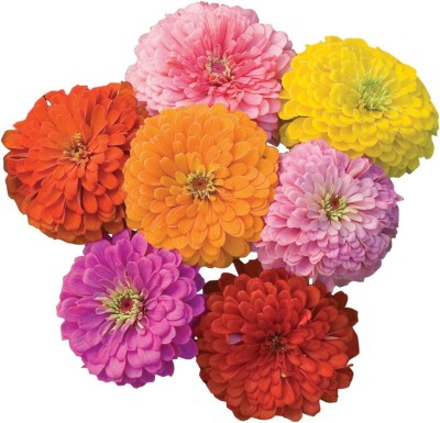 CYBEXIS LXI-22 - Giant Flowered Mixed Colors Zinnia - (90 Seeds) Seed(90 per packet)