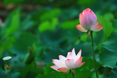 ME Traders lotus,kamal seeds Seed(20 per packet)