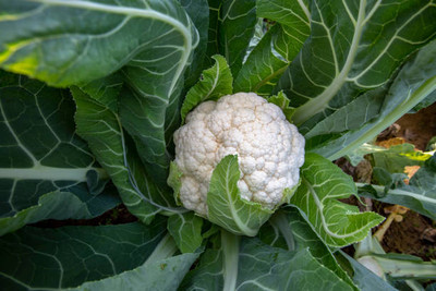 Click to buy white cauliflower,gobhee seeds Seed(15 per packet)