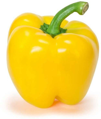 CYBEXIS KGF -37 - Yellow Shimla Mirch Capsicum - (1350 Seeds) Seed(1350 per packet)