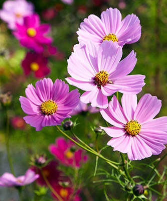 Lorvox Double Click Cranberries' Seeds. Cosmos Cranberries Seed(50 per packet)