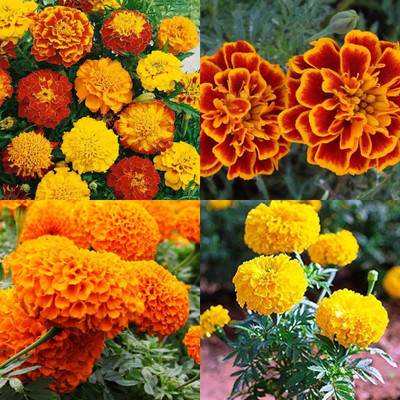 ibains Marigold seeds mix 23 Seed(23 per packet)