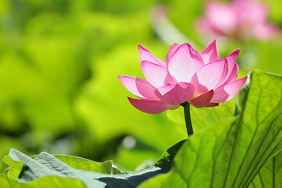 REVASEED lotus,kamal gatta Seed(14 per packet)