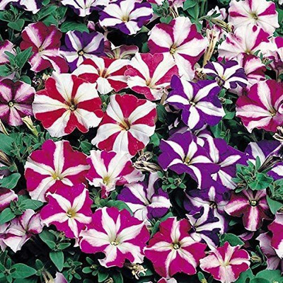 CYBEXIS PAU-28 - Petunia Starfall F1 Rainbow Mix - (540 Seeds) Seed(540 per packet)