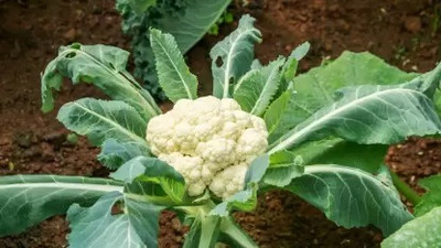 Aro Cauliflower, Gobi Seed(170 per packet)