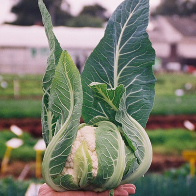 the green dotcom Cauliflower – Brittany Seed(2000 per packet)