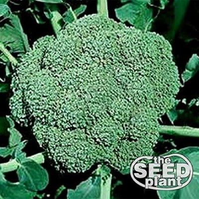 CRGO Broccoli Seed(50 per packet)