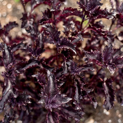WILLVINE GBPUT-44 Basil 'Purple Ruffles' (Ocimum Basilicum) Seed(1000 per packet)