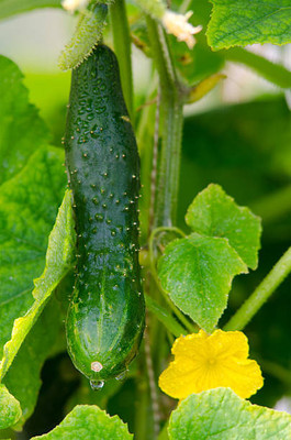 AFARTIOBINA 129 Pc Cucumber Seeds Seed(129 per packet)