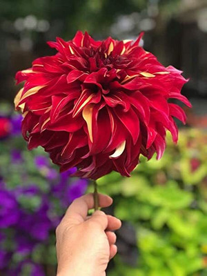 Alishaa MIXED DAHILA FLOWER SEEDS Seed(18 per packet)