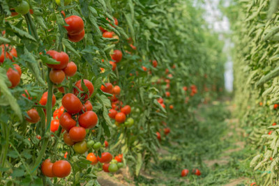 Kofy tomato Seed(130 per packet)