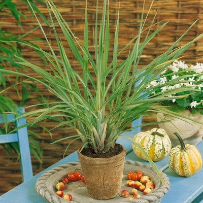 CYBEXIS LX-81 - Lemongrass Herbs - (750 Seeds) Seed(750 per packet)
