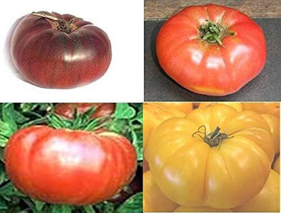 WILLVINE Brandywine Tomato Seeds (Mixed Colours 4 Packets)-[600 Seeds] Seed(600 per packet)