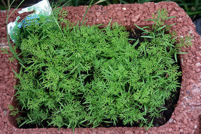 VibeX VXI-53 - Dill Alligator Giant - (250 Seeds) Seed(250 per packet)
