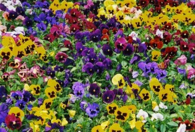 OGIVA Pansy Swiss Giant Mix Flower Seed(500 per packet)