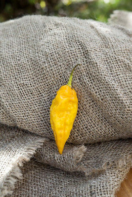KNESSiN High Yield Devils Tongue Pepper Vegetable Seeds for Garden-(1200 Seeds) Seed(1200 per packet)