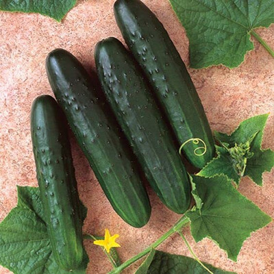 CRGO CUCUMBER , KHEERA Seed(60 per packet)