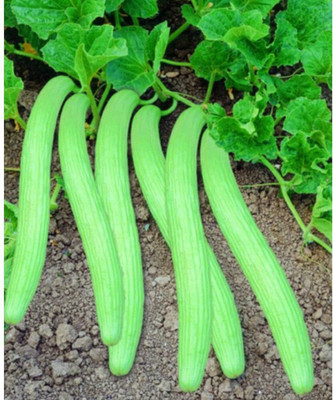 Qualtivate GBPT-1A Long Melon (Tar) Kakri Seeds Seed(200 per packet)