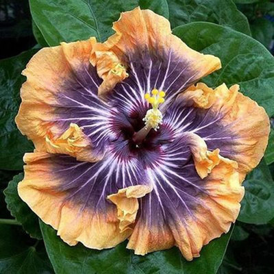 KNESSiN Hibiscus Seed(25 per packet)