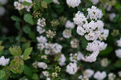 FRESHO gypsophila flower Seed(100 per packet)