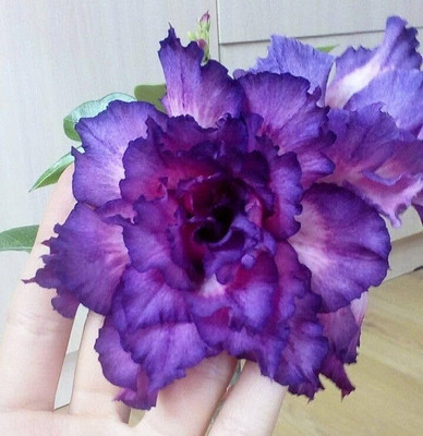 CRGO ADENIUM Seed(20 per packet)
