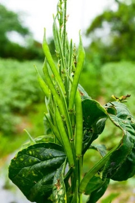 XOLDAA CLUSTER BEANS SEEDS Seed(25 per packet)