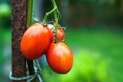 shayama tomato Seed(85 per packet)