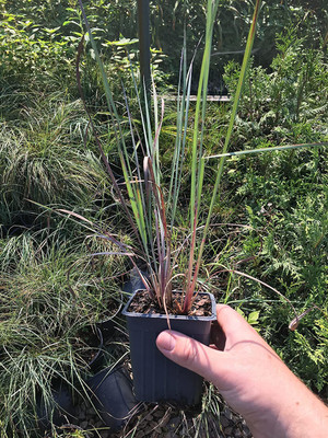 CYBEXIS XL-97 - Mosquito Repelling Lemon Grass - (2250 Seeds) Seed(2250 per packet)