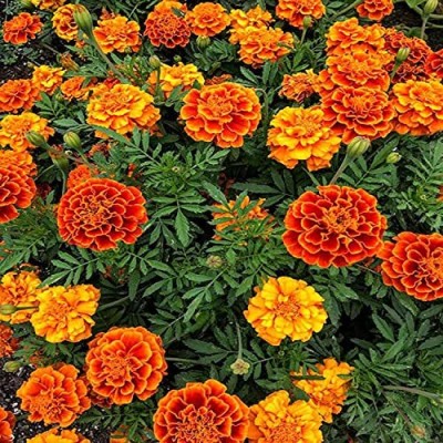 Lorvox Marigold Gulzafri Flower Seed(80 per packet)