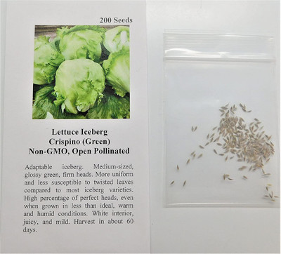 WILLVINE NDIR-801 Lettuce Iceberg Crispino (Green) Seed(200 per packet)