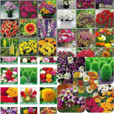ibains All types of flowers seeds beez 232 Seed(232 per packet)