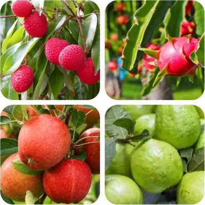 Crapulous Combo Pack Of -Litchi-Apple-Dragon Fruit-Guava Seed Seed(20 per packet)