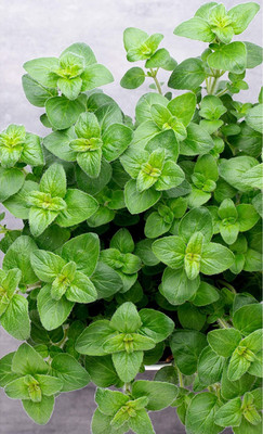 Qualtivate VXL-3AT Italian Oregano Seeds Seed(200 per packet)