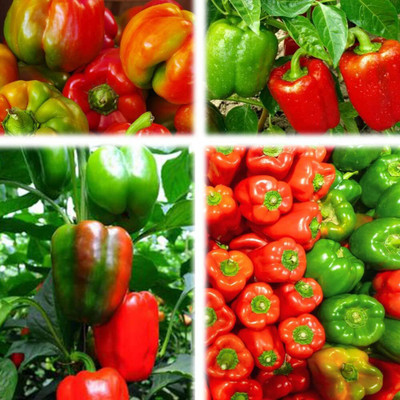 KNESSiN Open-Pollinated Capsicum Mixed Vegetable Seeds for Garden-(100 Seeds) Seed(100 per packet)