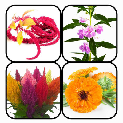 CYBEXIS Combo Pack Of 4 FLOWER Seeds Seed(10 g)