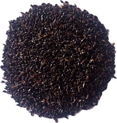 Numinous CSV 33 MF Multi-Cut Sorghum Fodder Grass Seed(3 kg)