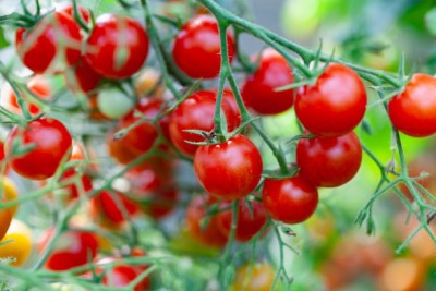 madrid tomato Seed(120 per packet)