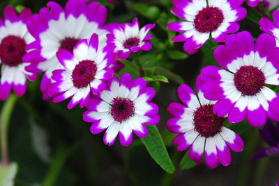 Lorvox Cineraria Starlet Hybrid Flower Seed(13 per packet)