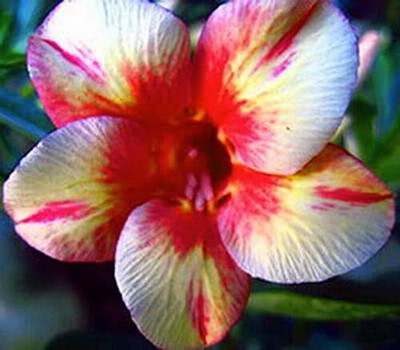 Qualtivate LXI-400 Adenium Obesum Desert Rose Pink Diamond Seed(30 per packet)