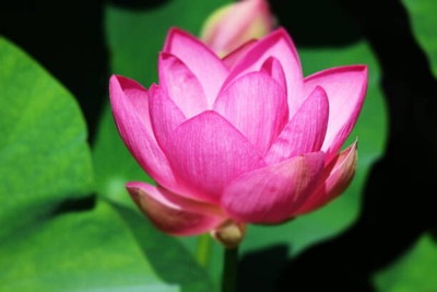 Kapebonavista lotus,kamal gatta Seed(10 per packet)