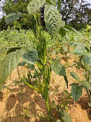 Aywal Cluster Beans Seeds for Home Gardening Seed(220 per packet)