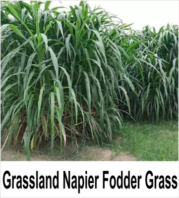 grassland Grassland Napier Fodder Grass seed / Elephant seed Seed(1000 g)