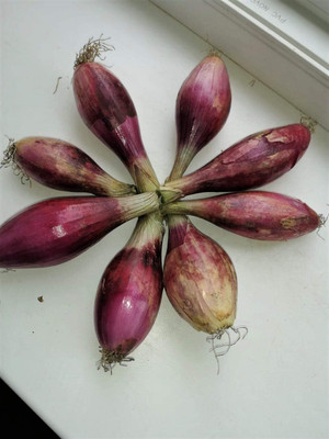 WILLVINE MAH -X Red Shallot Onion [100g] Seed(300 per packet)
