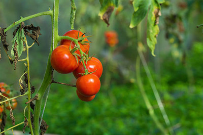 Natural World tomato Seed(90 per packet)