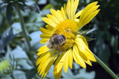 Avysa Gaillardia Golden Goblin Seed(100 per packet)